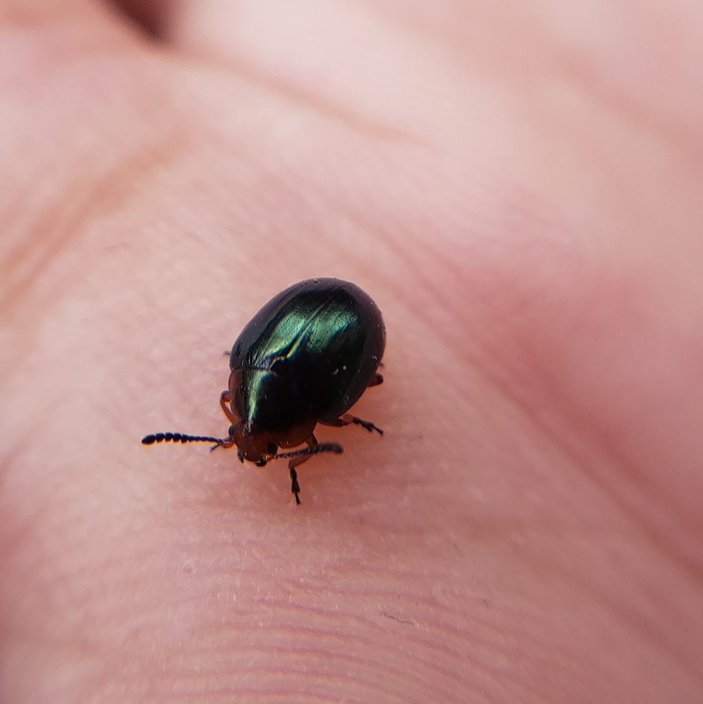 Phaedon bonariensis