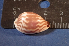 Palmadusta diluculum