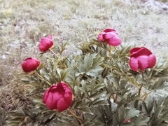 Paeonia peregrina