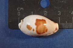 Palmadusta saulae
