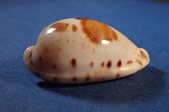Palmadusta saulae