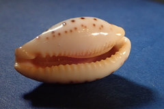 Palmadusta saulae