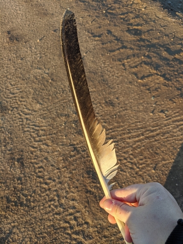American White Pelican photographed in Arizona