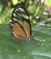 Heterosais giulia caucaensis