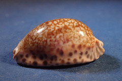 Pseudozonaria arabicula