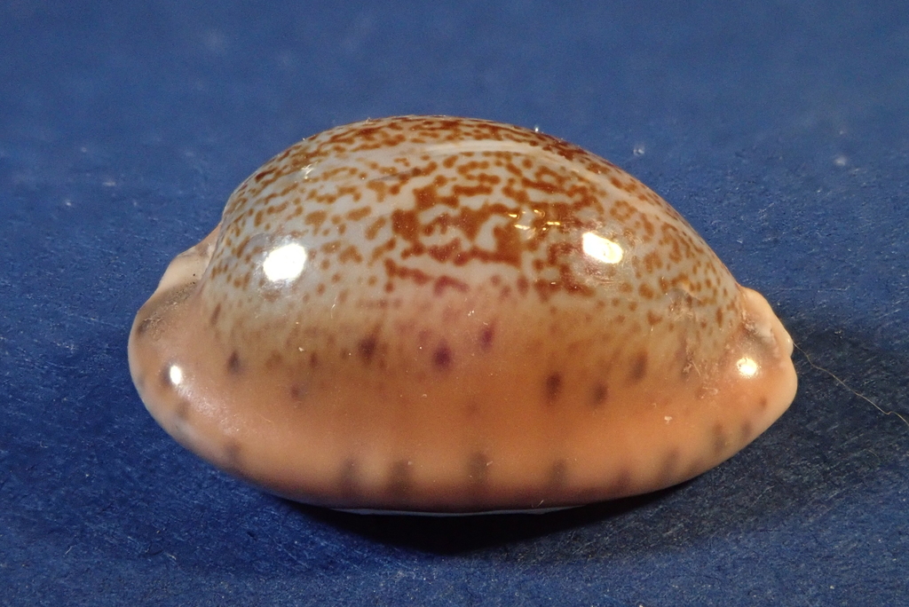 Robert's cowrie