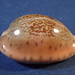 Robert's Cowrie - Photo (c) Donna Pomeroy, some rights reserved (CC BY-NC), uploaded by Donna Pomeroy