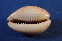 Pseudozonaria robertsi