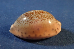 Pseudozonaria robertsi