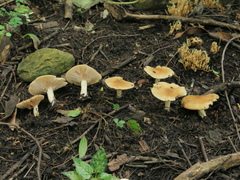 Asproinocybe