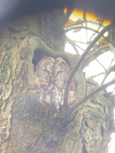 View observation of {o.common_name} on iNaturalist