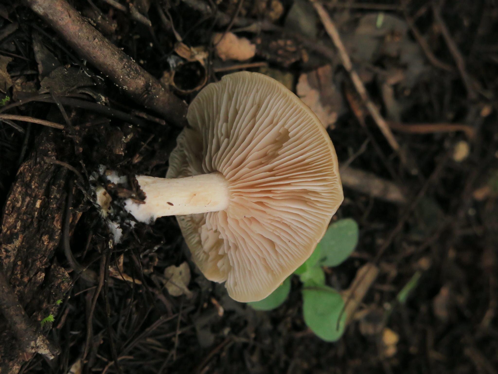 Asproinocybe nodulospora image