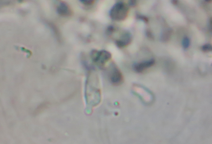 Asproinocybe nodulospora image