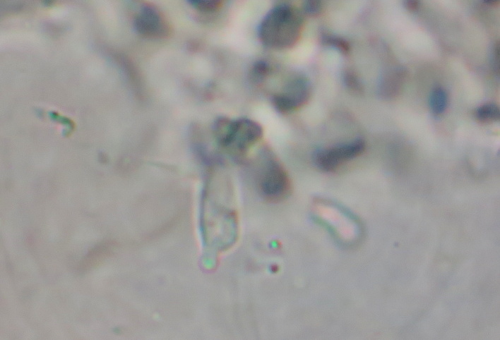 Asproinocybe image