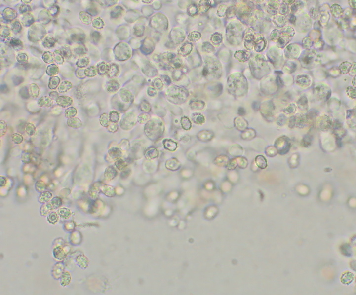 Asproinocybe nodulospora image