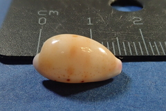 Purpuradusta hammondae