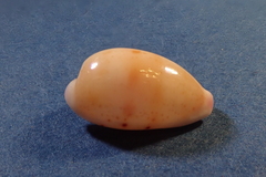 Purpuradusta hammondae