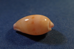 Purpuradusta hammondae