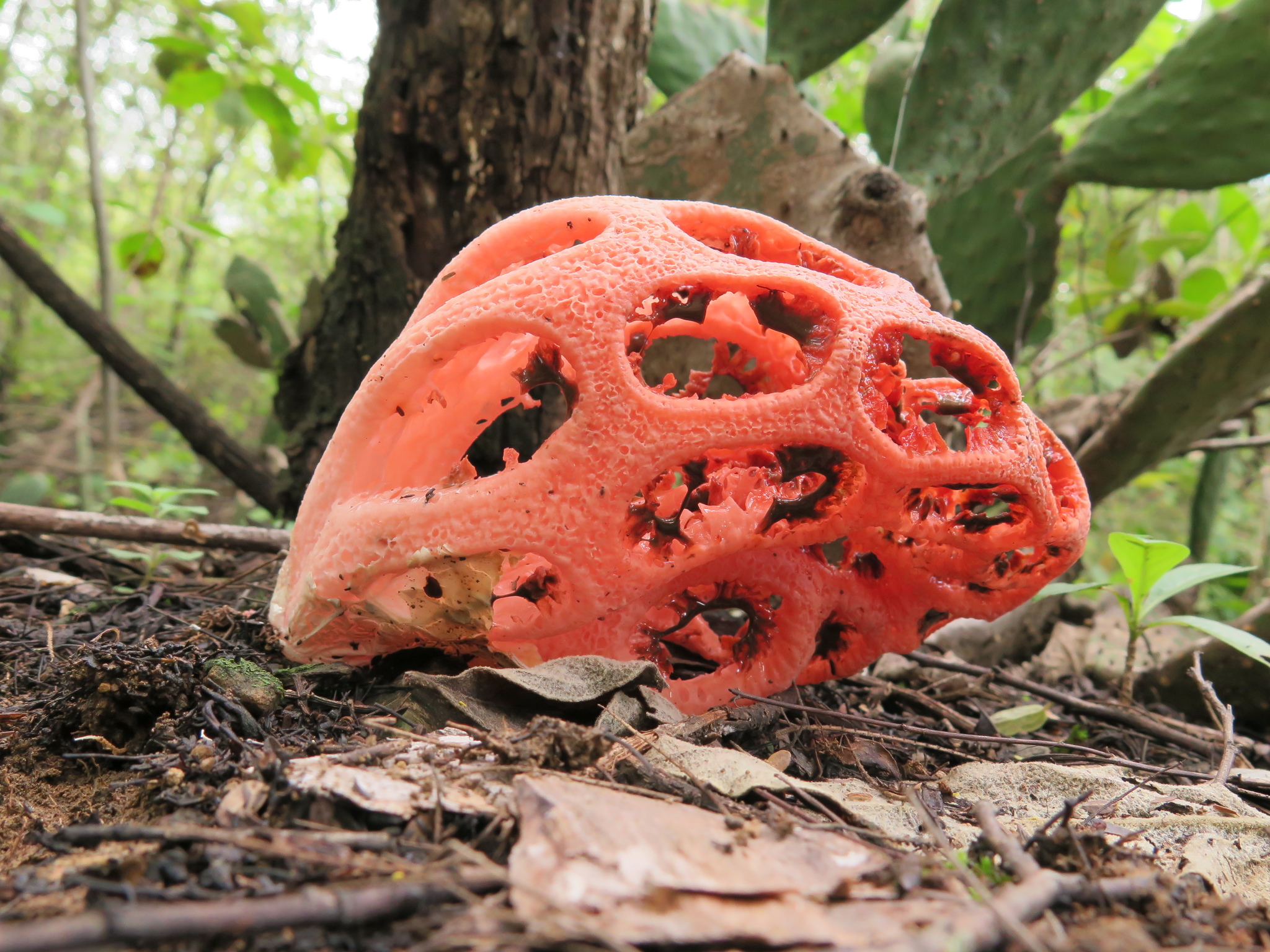 Clathrus crispus image