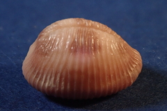 Pusula pediculus