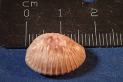 Pusula radians