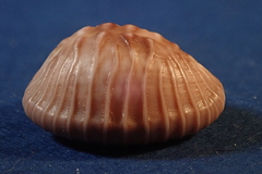 Pusula radians