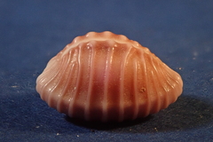 Pusula solandri
