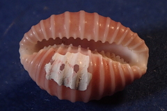 Pusula solandri