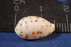 Ransoniella punctata
