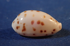 Ransoniella punctata