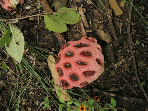 Clathrus crispus