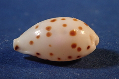 Ransoniella punctata