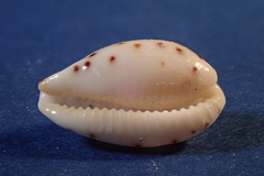 Ransoniella punctata