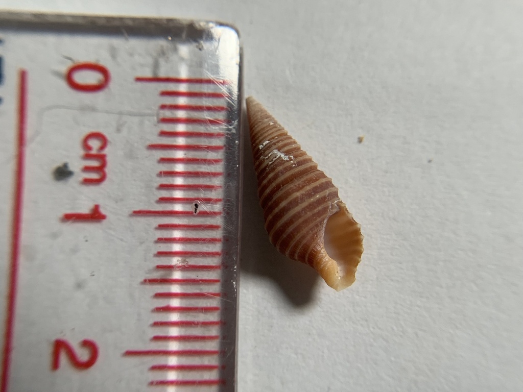 Turridrupa bijubata