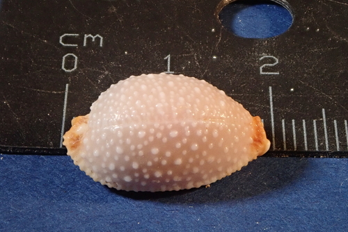 grape cowrie