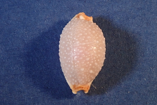 grape cowrie
