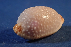 Staphylaea staphylaea