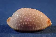 Staphylaea staphylaea