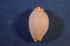 Staphylaea staphylaea