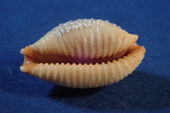 Staphylaea staphylaea