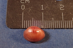 Pseudopusula sanguinea