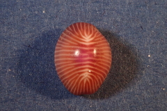 Pseudopusula sanguinea image