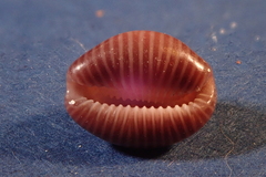 Pseudopusula sanguinea