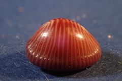 Pseudopusula sanguinea
