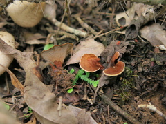 Phylloporia spathulata