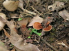 Phylloporia spathulata - Photo (c) Alan Rockefeller, some rights reserved (CC BY), uploaded by Alan Rockefeller