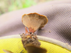 Phylloporia spathulata