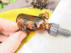 Phylloporia spathulata