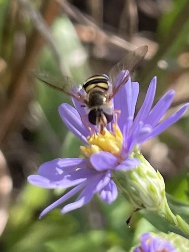 Unknown species found near The Morton Arboretum, Lisle, IL, US