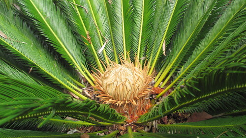 Sago cycad